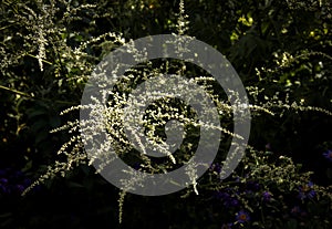 Magical White Mugwort Artemisia Lactiflora