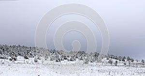 Magical winter forest. Natural landscape with gloomy gray sky.