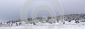 Magical winter forest. Natural landscape with gloomy gray sky.