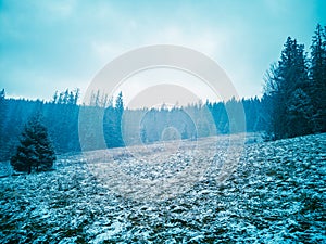 Magical winter landscape, blue fog, snow and fir trees