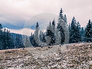 Magical winter landscape, fog, snow and fir trees
