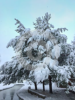 Magical winter landscape in a park with a pond and pines covered with the first fluffy snow