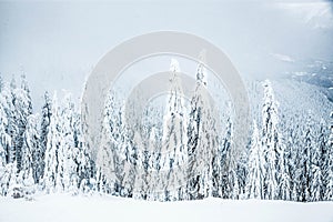 magical winter landscape with snowy firs in the mountains