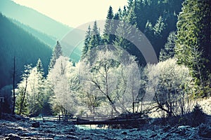 Magical winter landscape with trees in frost. vintage effect