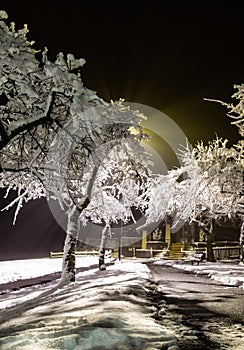 Magical winter park a fairy tale, mystery. Winter snow park alley night lights landscape. Snow at winter night park alley panorama