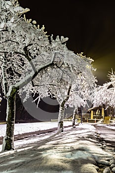 Magical winter park a fairy tale, mystery. Winter snow park alley night lights landscape. Snow at winter night park alley panorama