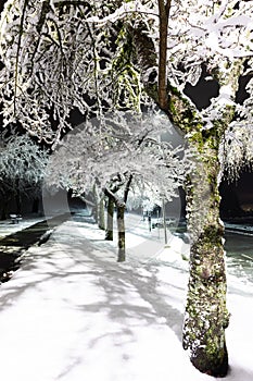 Magical winter park a fairy tale, mystery. Winter snow park alley night lights landscape. Snow at winter night park alley panorama