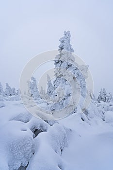 Magical winter scenery with frozen trees covered with white snow.