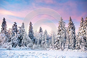 Sneh pokrytý strom 