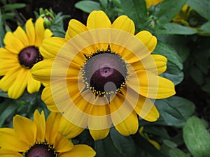 Magical yellow sun hat flowers, flower meadow