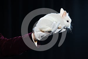 Magician with rabbit, Juggler man, Funny person, Black magic, Illusion on a black background