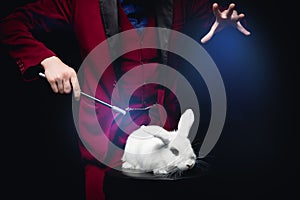 Magician shows trick with disappearance white rabbit in suitcase magic wand, black background