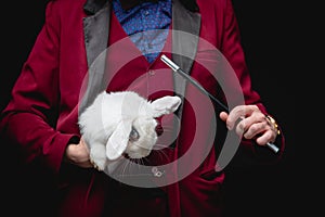 Magician shows trick with disappearance white rabbit in suitcase magic wand, black background photo