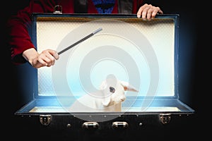 Magician shows trick with disappearance white rabbit in suitcase magic wand, black background