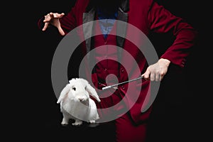 Magician shows trick with disappearance white rabbit in suitcase magic wand, black background