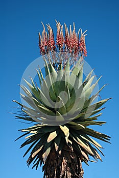 Magificent Aloe.