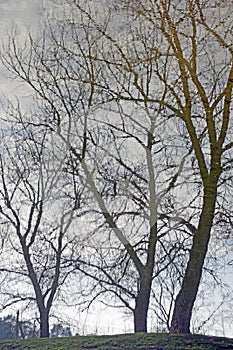 Magneficent trees in a spring park