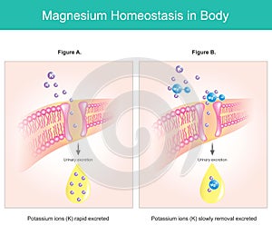 Magnesium homeostasis in body. photo