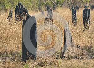 Magnetic Termite Mounds in Top End Australia photo