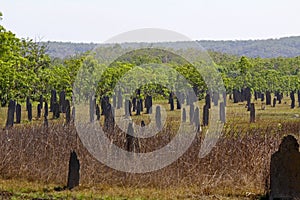 Magnetic Termite Mounds