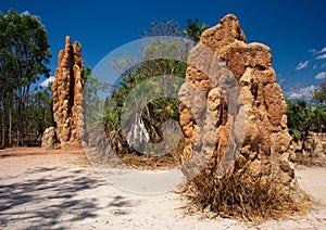 Magnetic Termite Mounds in Litchfield National Park in Northern Territory in Australia