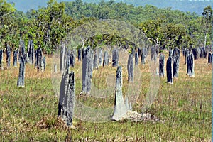 Magnetic Termite Mounds in the Northern Territory of Australia photo