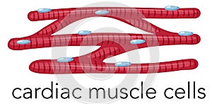 Magnfied cardiac muscle cells