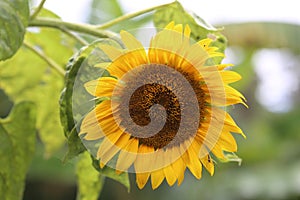 A magnific sunflower photo