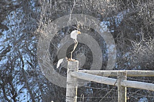 A magnificant bald eagle in Northern Wyoming