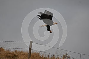 A magnificant bald eagle in Northern Wyoming