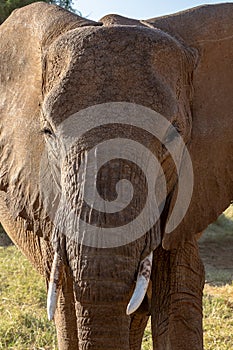 Magnificant elephant close up looking directly at camera