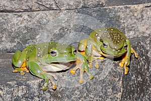 Magnificant Tree Frog