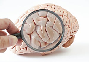 Magnification of human brain model on white background. A hand holding magnification glass