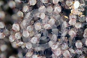 A magnification of a lot of dust mites photo