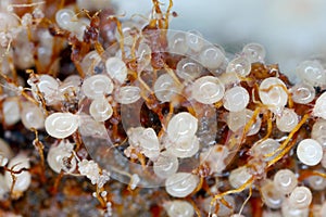 Magnification of tiny Oribatid mites and Acaridae family mites on perishable food.