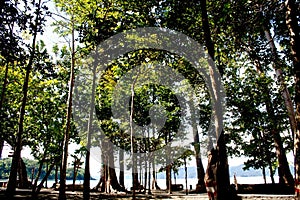 Magnificent 150 foot trees - Sea Mohwa on Radhanagar beach, Havelock Island, Andaman Islands, India