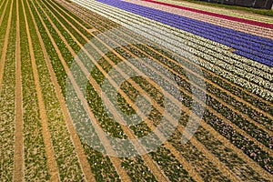magnificent aerial shot of colorful tulip rows, Hillegom Tulip and flowers farm in the Netherlands