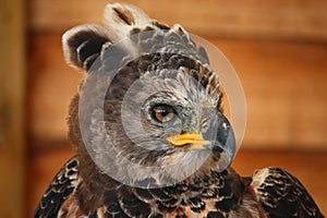 A magnificent african crowned eagle