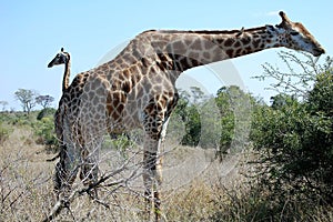 A Magnificent African giraffe with long neck