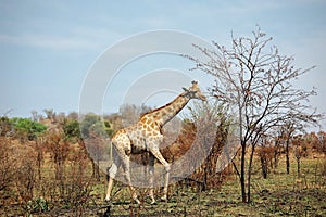 A Magnificent African giraffe with long neck