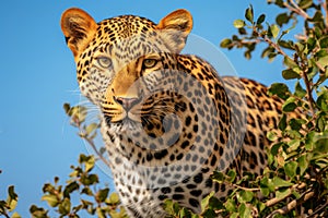 Magnificent african leopard embarking on an exciting safari adventure amidst the lush savannah