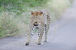 Magnificent African leopard walking on the road by the grassy fields