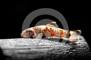 Magnificent algae eater, Garra flavatra fish underwater swim also called Panda Garra in the nature wild aquarium tank photo