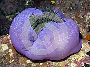 Magnificent Anemone - Heteractis magnifica