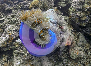 A Magnificent Anemone Heteractis magnifica