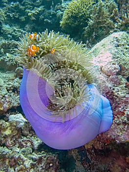 A Magnificent Anemone Heteractis magnifica