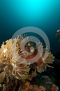 Magnificent anemone (heteractis magnifica) in the Red Sea.