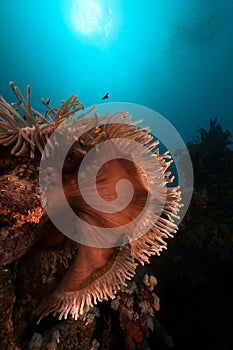 Magnificent anemone (heteractis magnifica) in the Red Sea.