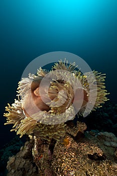 Magnificent anemone (heteractis magnifica) in the Red Sea.