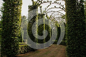 Magnificent arch of neat bushes made in the form of a corridor